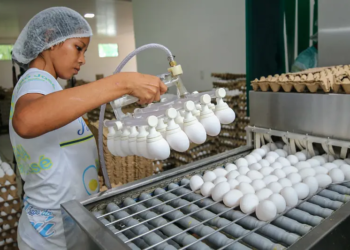 Produção de leite reduz e ovos crescem no Amazonas, diz IBGE