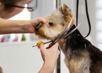 Regulamentação da profissão de tosadores de pets é aprovado pela Câmara