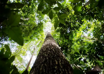 Amazônia Legal: prêmios reconhecem empreendedorismo consciente na região