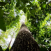 Amazônia Legal: prêmios reconhecem empreendedorismo consciente na região