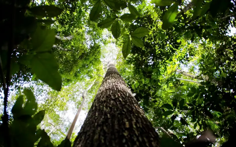 Amazônia Legal: prêmios reconhecem empreendedorismo consciente na região