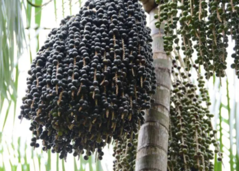 Edital Amabio seleciona projetos de bioeconomia na Amazônia