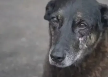 Caso Orelha: agressões a animais podem ser sinal de alerta para situações de violência doméstica e social