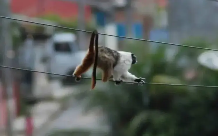 IBAMA fiscaliza empreendimentos em áreas de ocorrência do Sauim-de-coleira