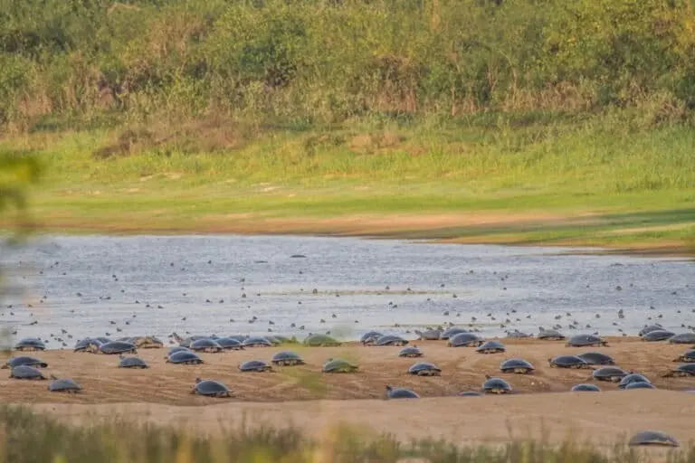 Ambientalistas afirmam que o tráfego de grandes embarcações pode afetar a migração e a reprodução de tartarugas amazônicas no Tabuleiro de Monte Cristo, um dos maiores santuários de quelônios do Brasil. Foto: Roberto Lacava/Ibama.