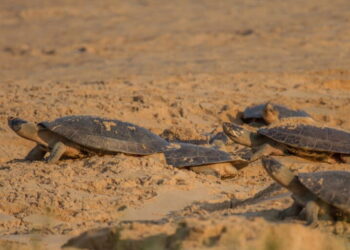 Indígenas rejeitam hidrovia do Tapajós enquanto governo acelera dragagem