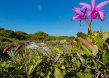 Inpe confirma redução de desmatamento na maioria dos biomas em 2024