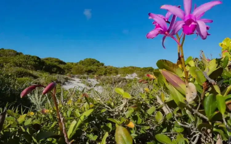 Inpe confirma redução de desmatamento na maioria dos biomas em 2024