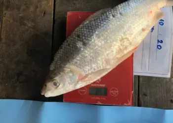 Pescadores ajudam cientistas a mapear prejuízos das barragens do Madeira para a pesca