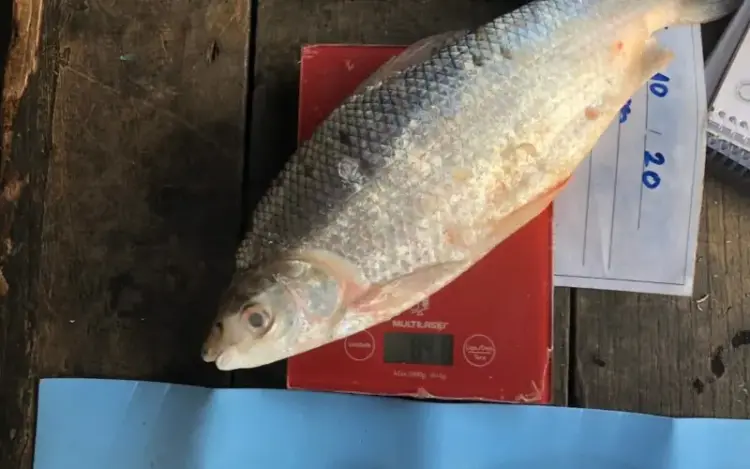 Pescadores ajudam cientistas a mapear prejuízos das barragens do Madeira para a pesca