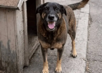 Cão Orelha: porque violência contra animais cresce em grupos online de adolescentes