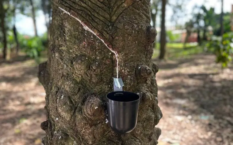 Indígenas transformam borracha em renda e conservação na Amazônia