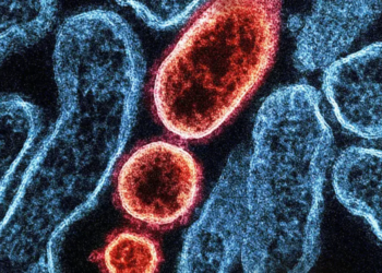 Vírus Nipah volta a preocupar saúde global após casos na Índia, mas sem cenário de novo surto