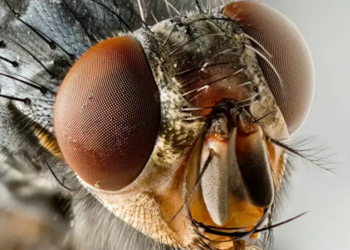 insetos essenciais para a floresta podem desaparecer antes mesmo de serem descritos pela ciência