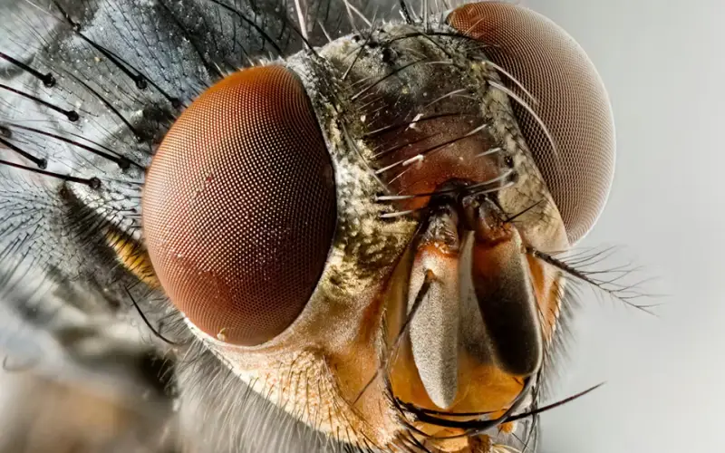 insetos essenciais para a floresta podem desaparecer antes mesmo de serem descritos pela ciência