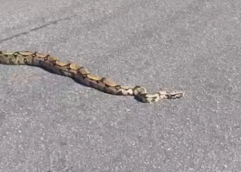 Policial militar resgata cobra de mais de dois metros na avenida Solimões, bairro Japiim, Manaus