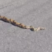 Policial militar resgata cobra de mais de dois metros na avenida Solimões, bairro Japiim, Manaus