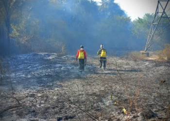 “Salve a Amazônia”: cobrar artistas resolve o problema dos incêndios?