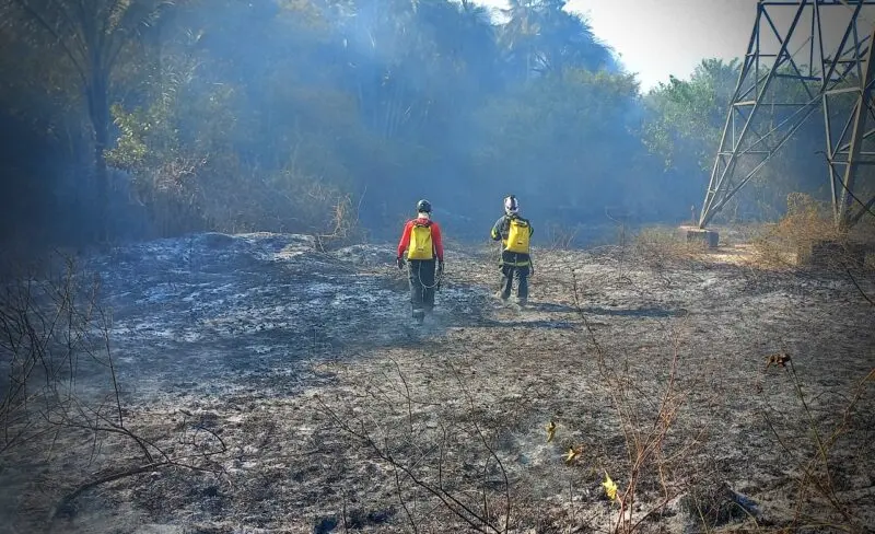 “Salve a Amazônia”: cobrar artistas resolve o problema dos incêndios?