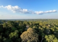 Amazônia e Cerrado evitaram emissões equivalentes às do Japão