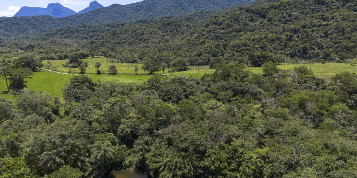 Brasil diminui em 43% área de vegetação nativa fragmentada