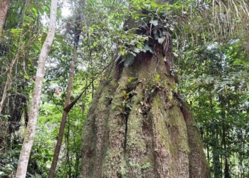 Lista das espécies da flora ameaçadas de extinção é atualizada