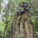 Lista das espécies da flora ameaçadas de extinção é atualizada