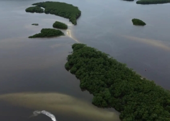 Países consideram insuficientes ações contra crise da biodiversidade