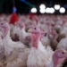 Agricultura confirma foco de doença de Newcastle em Santa Catarina