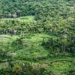 Plataforma pan-amazônica reúne 232 políticas públicas para bioeconomia