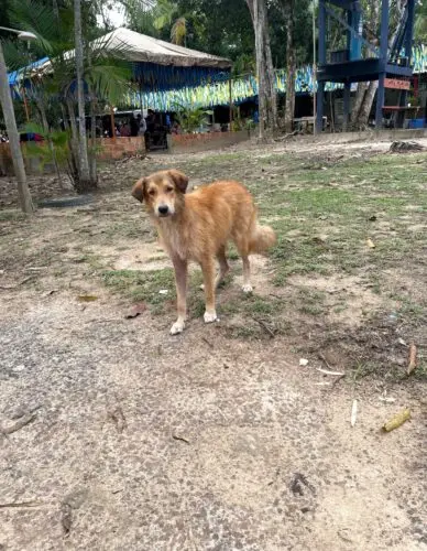 Canino na Comunidade do Livramento em Manaus. Foto: Herryson Santeiro