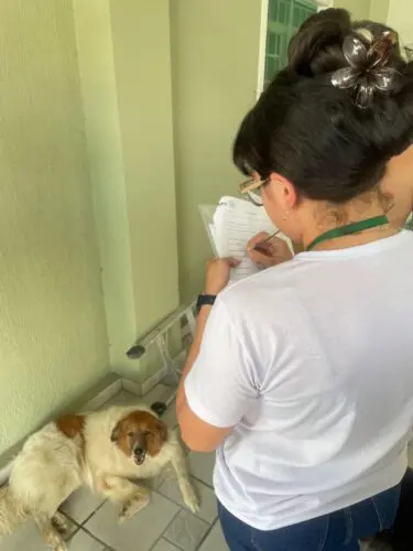 Coleta de sangue em cachorros, em Manaus. Foto: Arquivo pessoal de Lucilly Vilar enviada em exclusividade para a Agência Jamaxí