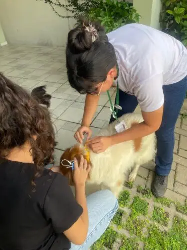 Coleta de sangue em cachorros, em Manaus. Foto: Arquivo pessoal de Lucilly Vilar enviada em exclusividade para a Agência Jamaxí